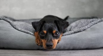 Cane: attenzione a questo comportamento, sta soffrendo