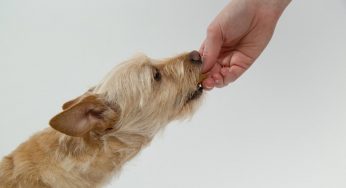 Ossicini per cani: questi possono essere pericolosi