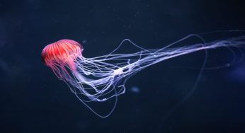 Meduse: le specie più diffuse nel mar Mediterraneo