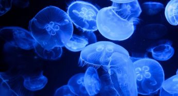 Meduse, circola una falsa leggenda su questi animali