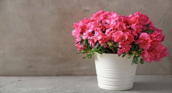 Azalea, questa pianta è velenosa: cosa si rischia