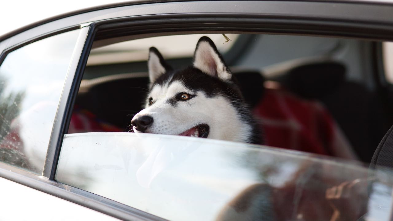 Trasporto del Cane in Auto: cosa dice il codice della strada?