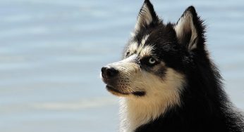 Come fanno gli husky a ‘parlare’? La risposta sorprendente