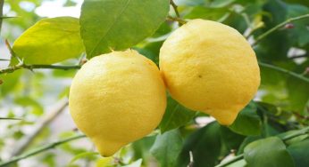 Pianta limoni: questa temperatura può portare le perdita dei frutti