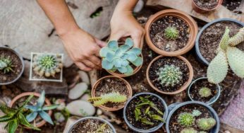 Piante grasse: ogni quanto vanno annaffiate in estate?