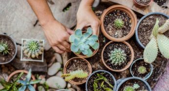 Queste piante grasse sono velenose: attenzione in casa