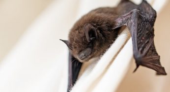 Pipistrello in casa: con questo metodo va via subito