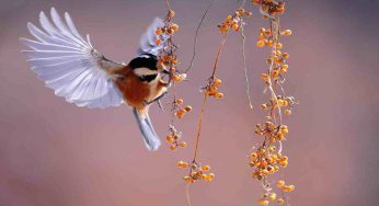 Giardino, canto degli uccellini: arriva una scoperta dalla Svezia