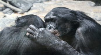 Bonobo “piangono” come i bambini: vogliono ricevere conforto