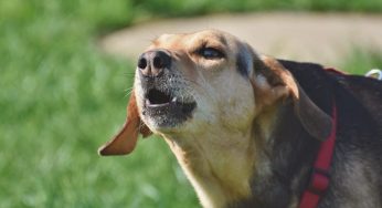 Cane abbaia troppo, cosa possono fare i vicini: lo dice la legge