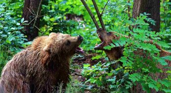 C’è un solo modo per salvarsi se un orso attacca