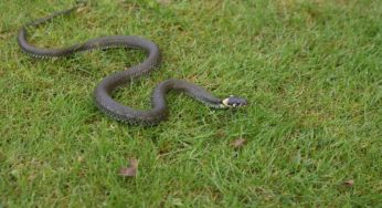 Chi chiamare se trovate un serpente in giardino