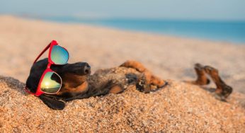 Cani in spiaggia: cosa dice esattamente la legge italiana?