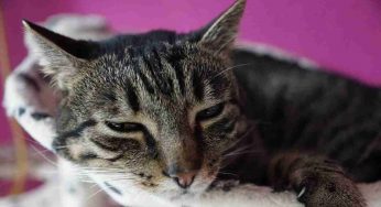 Gatto con febbre: come capirlo e cosa fare per aiutarlo