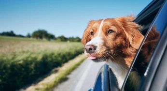 Vacanze, l’avviso per chi viaggia con animali in auto