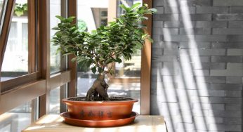 Bonsai, ogni quanto va fatto il rinvaso della pianta?