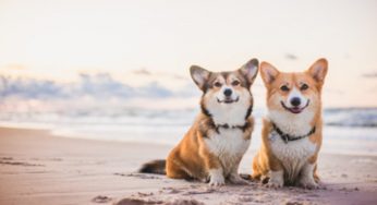 Cani in spiaggia: la museruola è sempre obbligatoria?