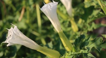 Datura, ecco come coltivarla senza correre rischi