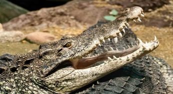 Coccodrillo cubano, un raro esemplare che rischia di scomparire