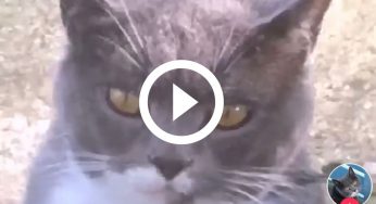 Gatto vuole attirare l’attenzione e ci riesce: il gesto diventa virale | Video