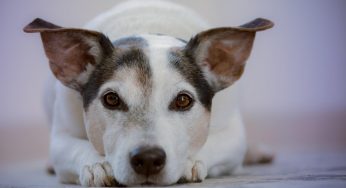 Il padrone rischia addirittura l’arresto se il cane fa questo