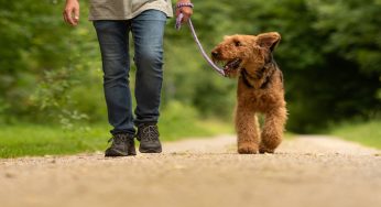 Elezioni 2022, si può andare a votare col cane?