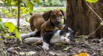 Cosa succede se cane o gatto mangia le blatte?