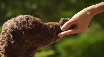 Lagotto romagnolo, cosa sapere sul cane da tartufi per eccellenza