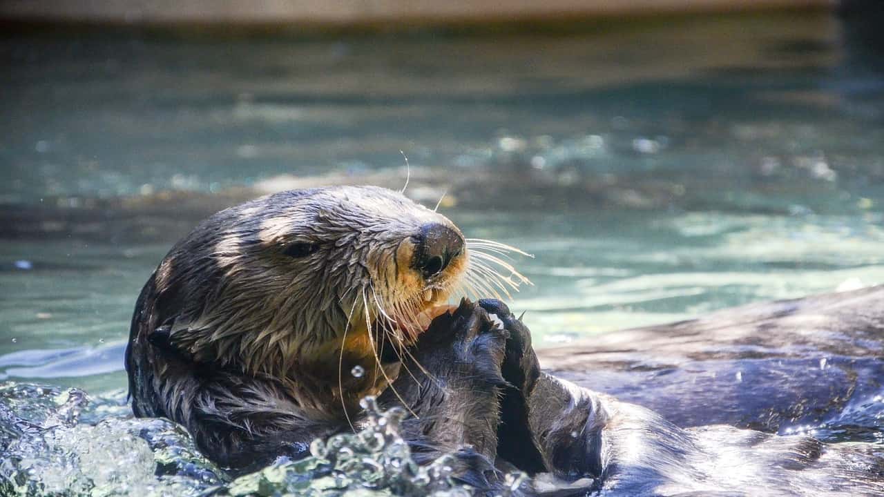 Nel Lazio torna la lontra: era considerata estinta - la Repubblica