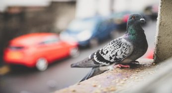 Pipì di piccione sul balcone: cosa devi sapere