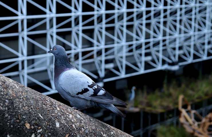 Rimedi anti-piccione sul balcone: molti non li immagini