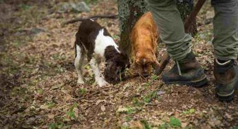 Cani da tartufo: ecco i migliori per la ricerca del tubero