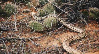 Serpenti in giardino, come tenerli lontani: basta piazzare questo