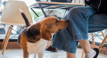 Perché i cani annusano le parti intime delle persone: il vero motivo