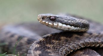 Potrebbe esserci un serpente in casa se trovi questo fuori