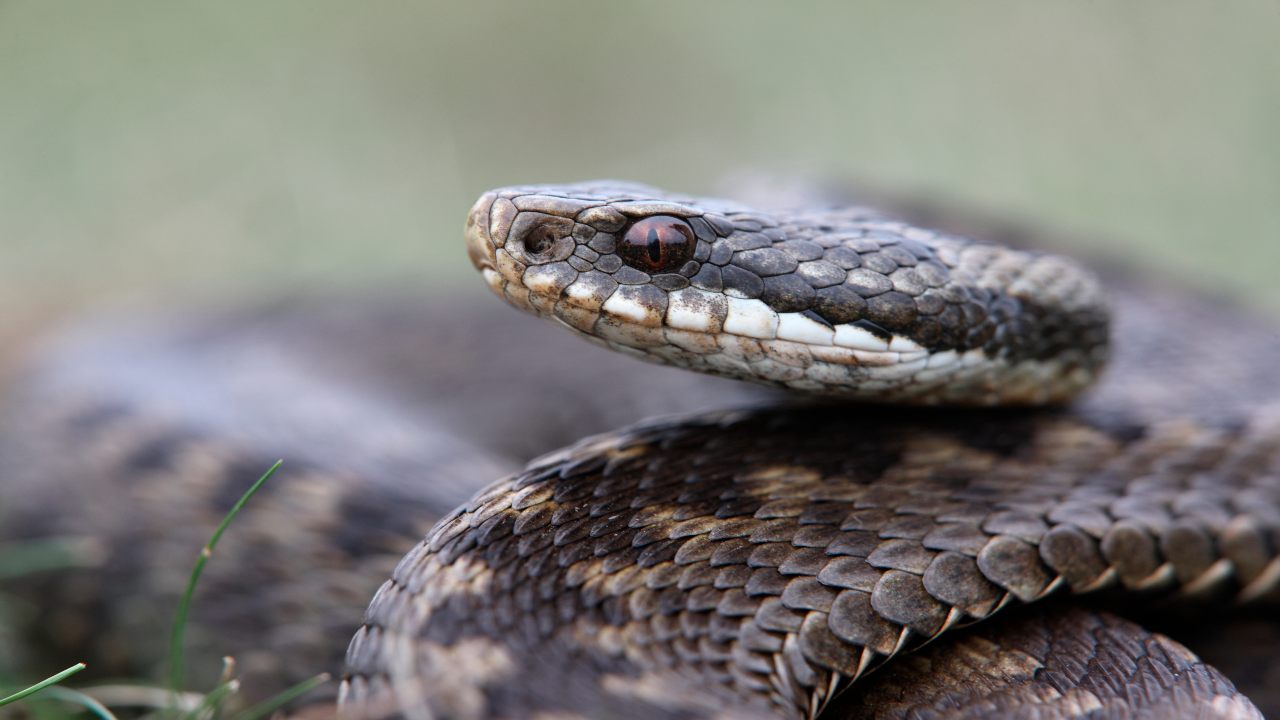 Potrebbe Esserci Un Serpente In Casa Se Trovi Questo Fuori