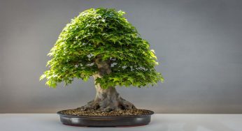 Bonsai: sono queste le tre specie più amate in assoluto