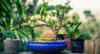 Bonsai, esistono cinque stili: differenze e come riconoscerli