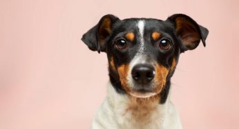 Li mangiamo spesso ma sono tossici per i cani: attenzione