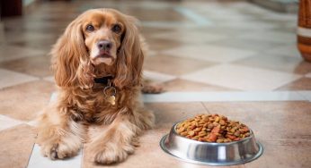 Se il cane è inappetente forse è per questo problema