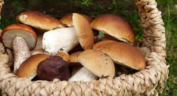 Funghi porcini, si possono congelare anche dopo averli cotti? 