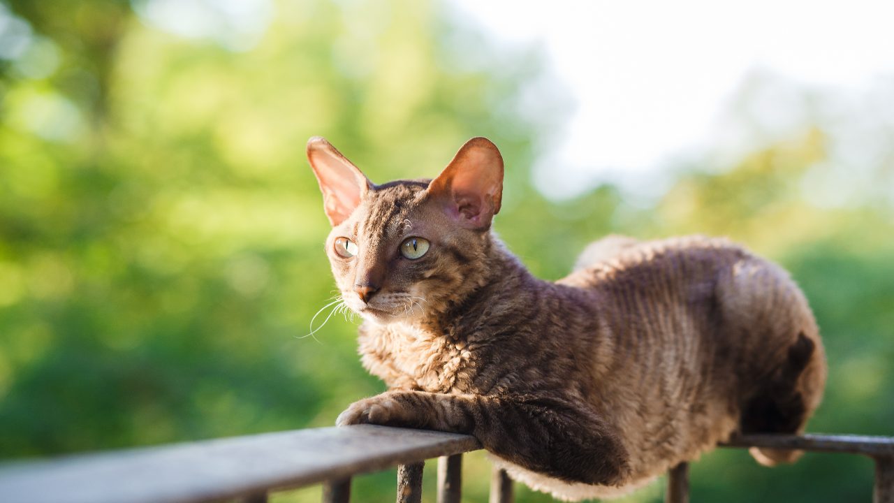 Mettere Il Balcone In Sicurezza Per Il Gatto con la Rete Cat Net