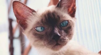 Quanto vive un gatto siamese: è tra le razze più longeve