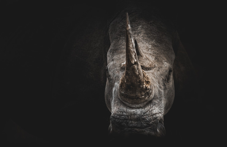 giornata mondiale rinoceronte