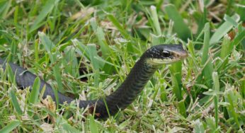 Se hai questi nel giardino puoi ritrovarti spesso serpenti