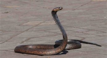 Serpenti in giardino, c’è il rischio anche in autunno?