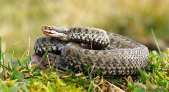 Escursioni autunno-inverno, esiste il rischio serpenti?