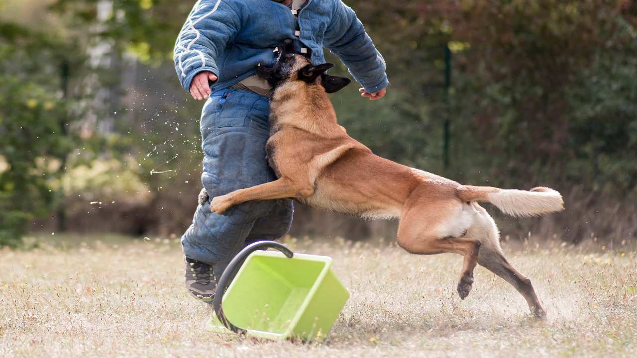 Perché i cani randagi capiscono meglio l'uomo?