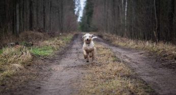 Cane senza guinzaglio e museruola: cosa si rischia per legge