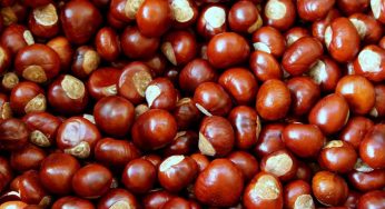 Crollo record del prezzo delle castagne: il motivo ti sorprenderà